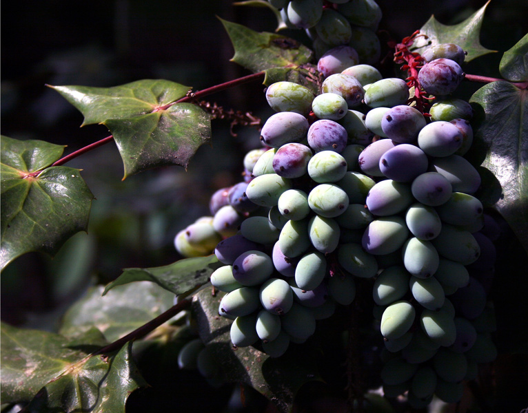 Photography by mare53 for DesignCrowd (Community Contests) | Design #9064217