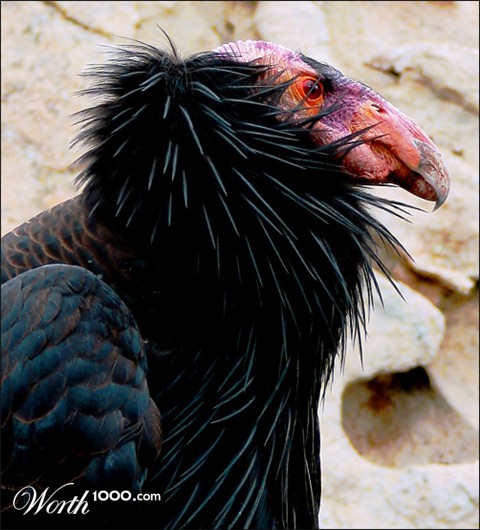 Photography by koalachimbo