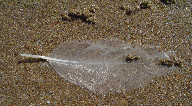 Photography by Flibble for DesignCrowd (Community Contests) | Design #9076383