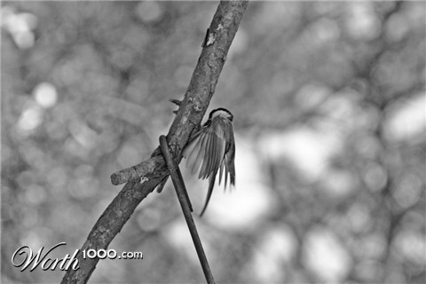 Photography by lazarkl