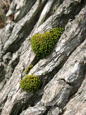 Photographie par KarenC pour DesignCrowd (Community Contests) | Design #9076342