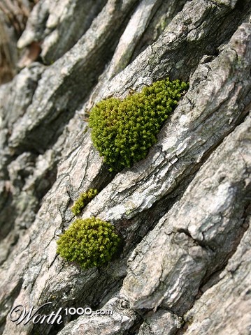 Photography by KarenC