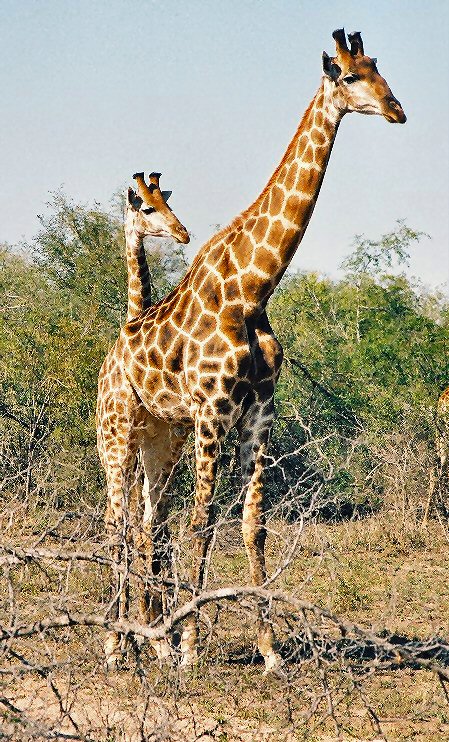 Photography by Juicer for DesignCrowd (Community Contests) | Design #9077214