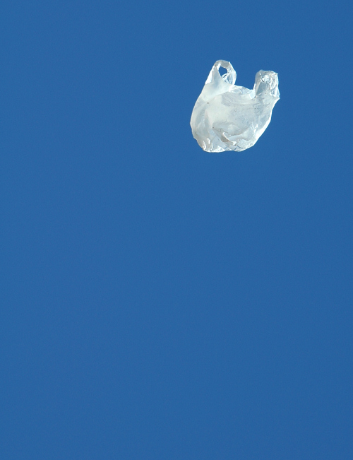 Photography by koalachimbo for DesignCrowd (Community Contests) | Design #9065069