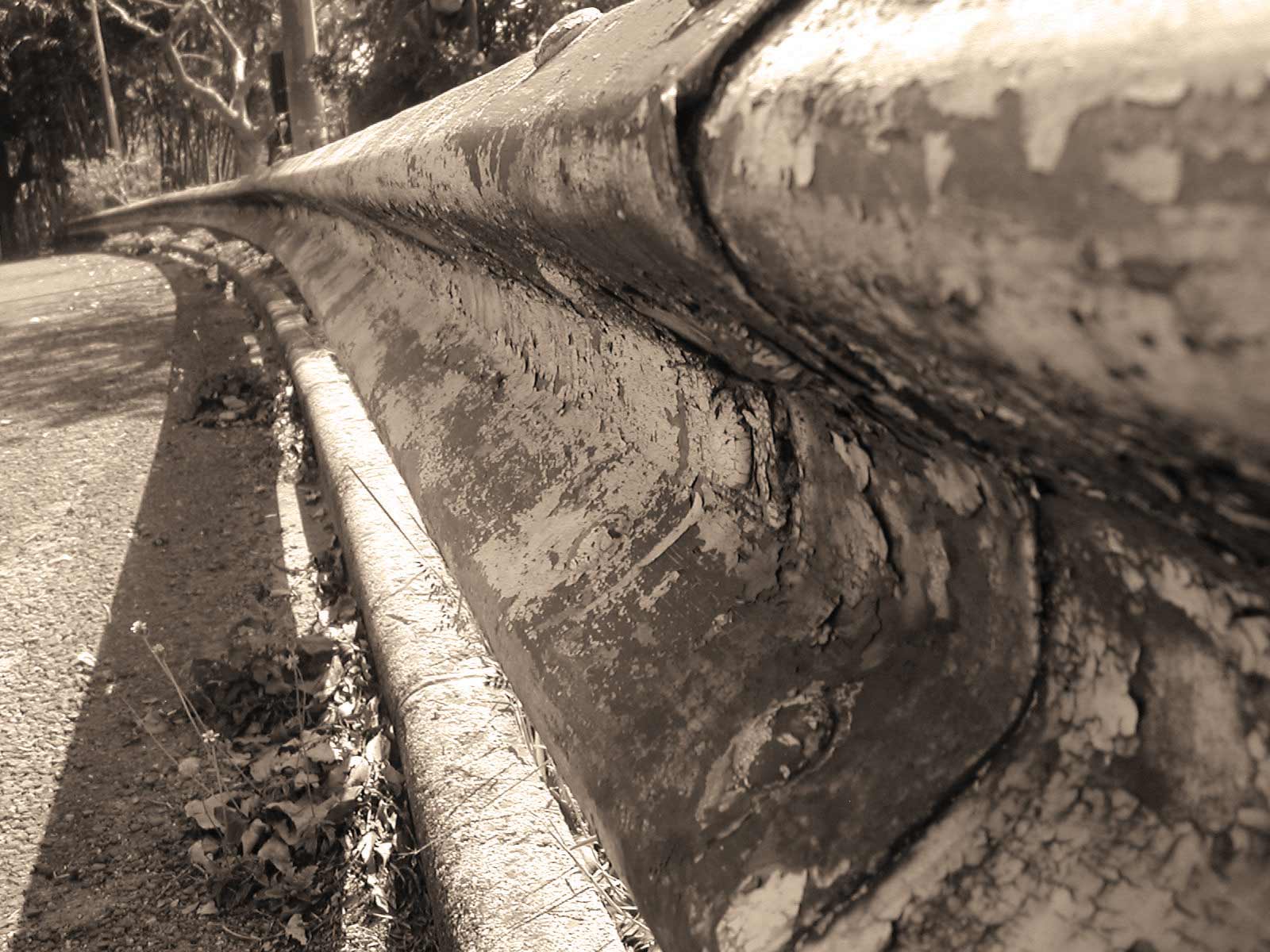 Photography by Jellybellybeans for DesignCrowd (Community Contests) | Design #9076761