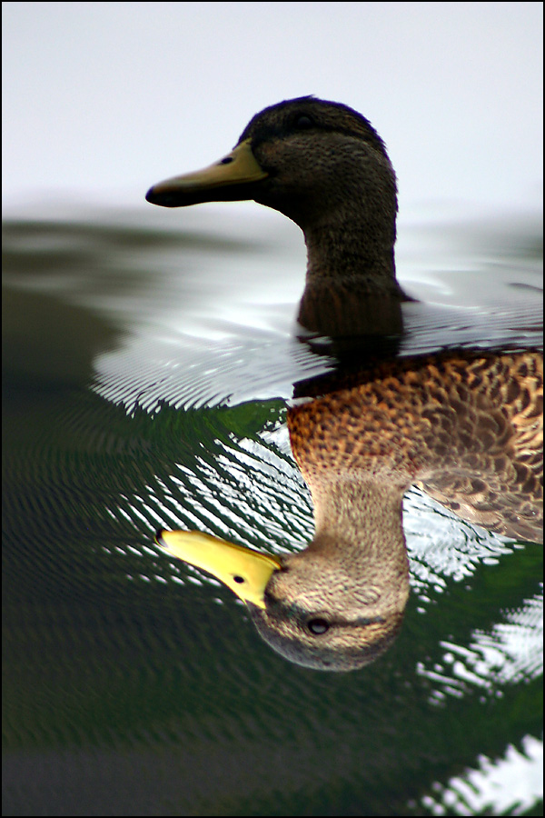 Photography by SigloV for DesignCrowd (Community Contests) | Design #9072324