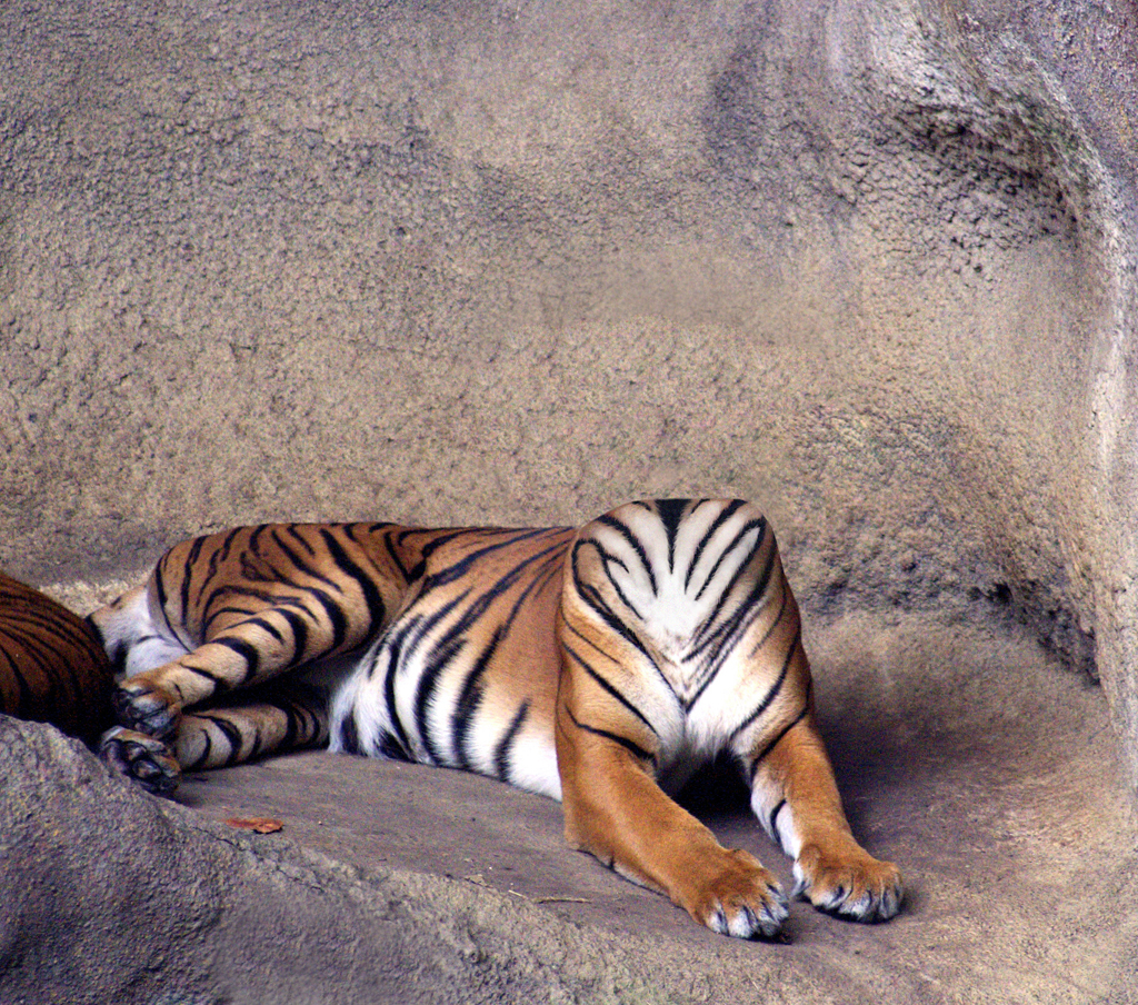 Diseño de Photoshop por paranoidelusion para DesignCrowd (Community Contests) | Diseño #9074232