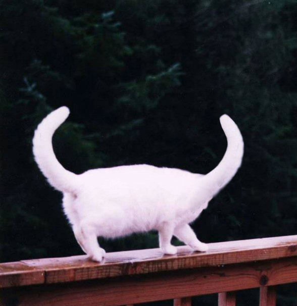 Diseño de Photoshop por Mokey117 para DesignCrowd (Community Contests) | Diseño #9074271