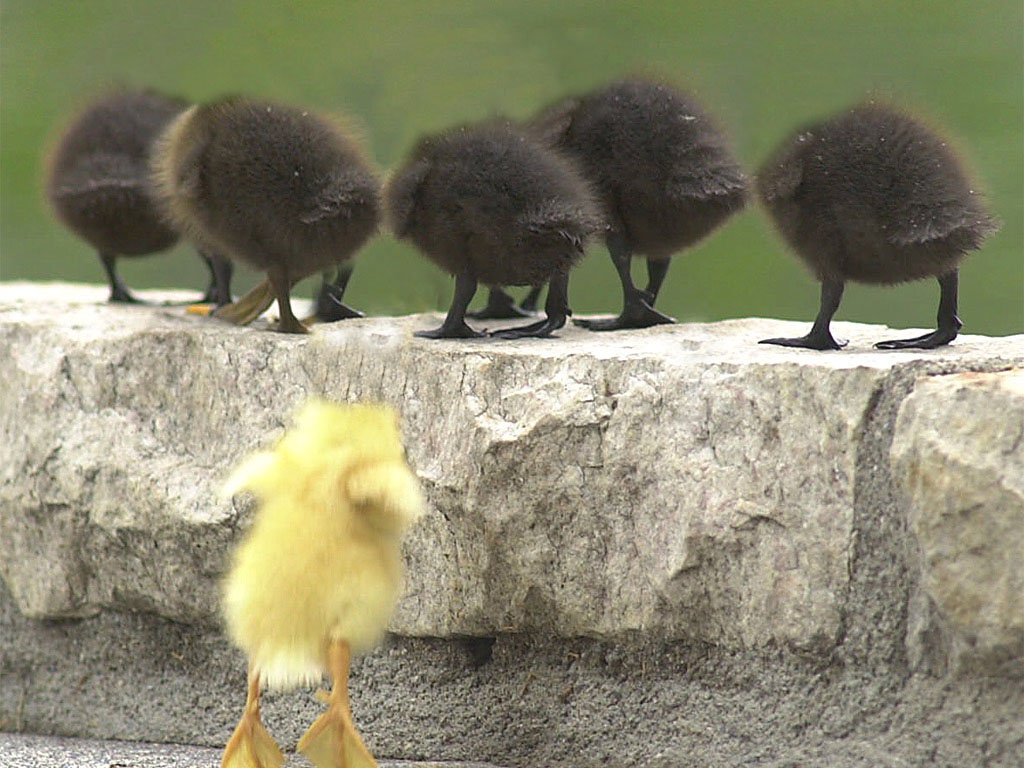 Diseño de Photoshop por Freakychick para DesignCrowd (Community Contests) | Diseño #9074261