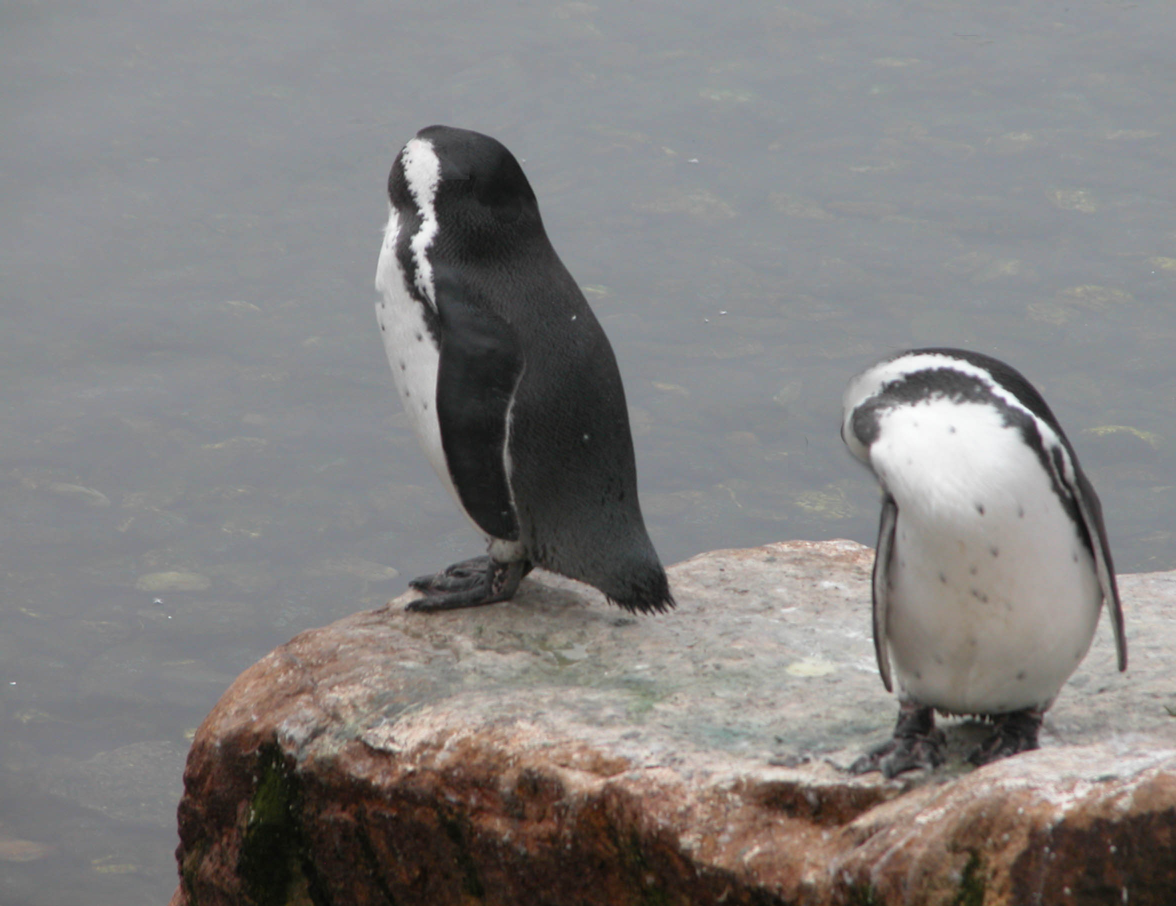 Photoshop Design by pepty for DesignCrowd (Community Contests) | Design #9074274