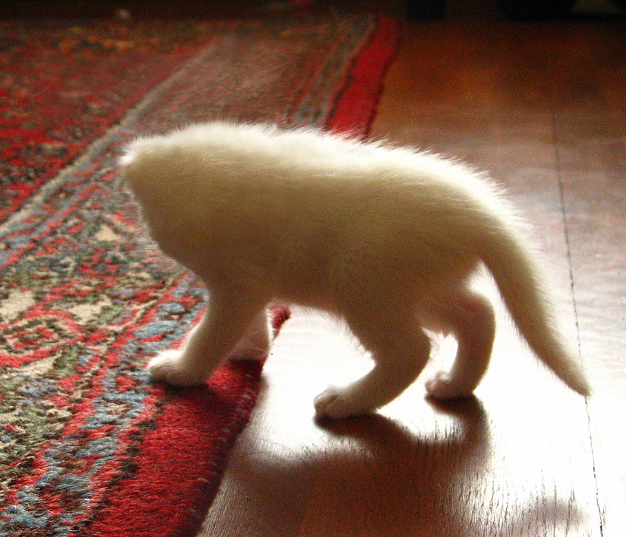 Photoshop Design by feebsicle for DesignCrowd (Community Contests) | Design #9074306