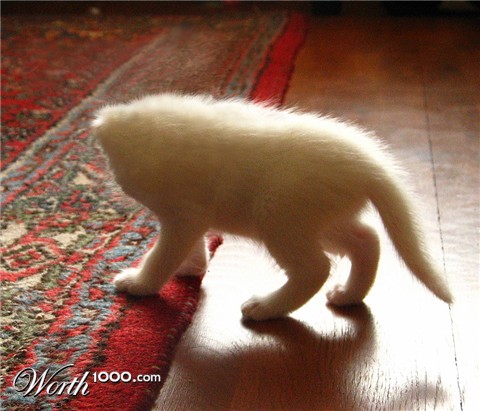 Photoshop Design by feebsicle