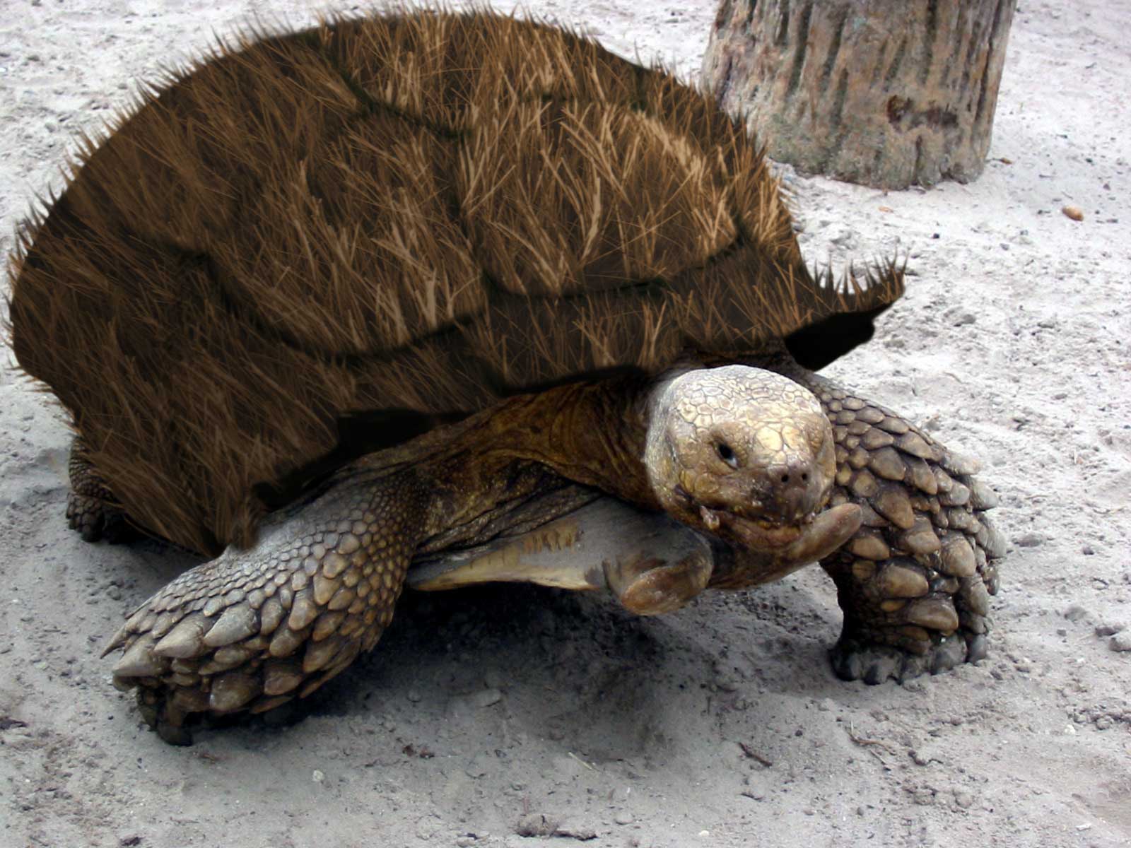 Photoshop Design by m0nkfish for DesignCrowd (Community Contests) | Design #9066058