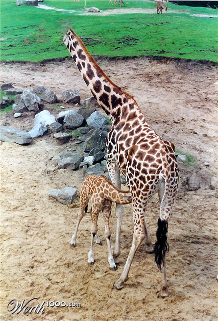 Photoshop Design by Ilyrms