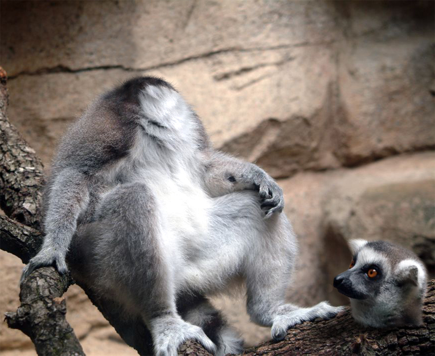 Photoshop Design by emonnite for DesignCrowd (Community Contests) | Design #9074407