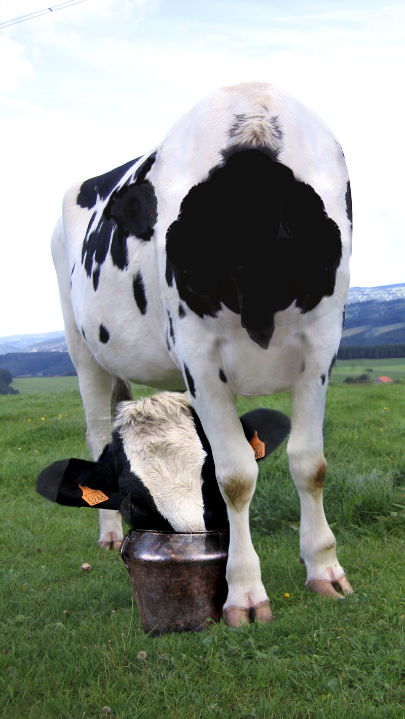 Design Photoshop par NataliaT pour DesignCrowd (Community Contests) | Design #9074579