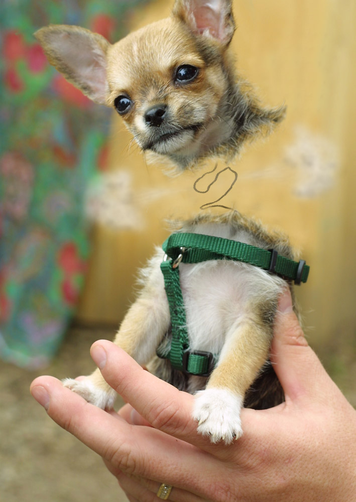 Photoshop-Design von Pelican für DesignCrowd (Community Contests) | Design #9074492