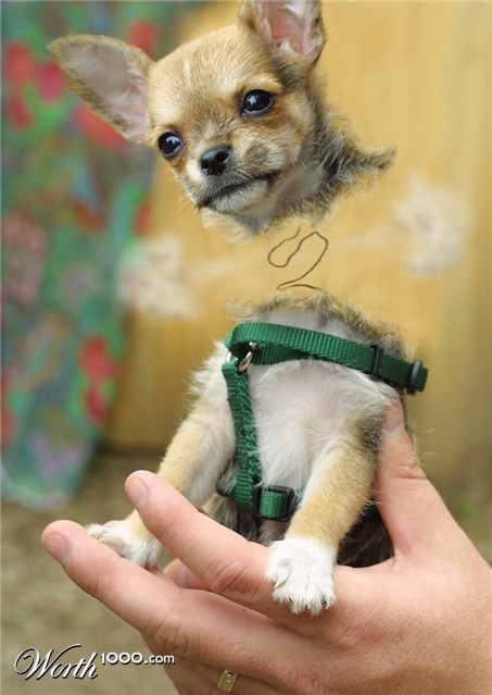 Photoshop Design by Pelican