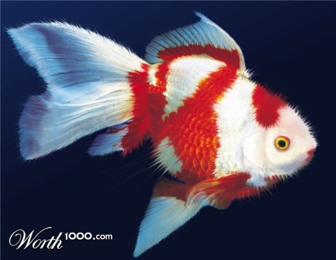 Photoshop Design by jdbeckers