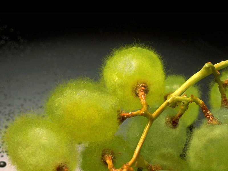 Design Photoshop par tonettonet pour DesignCrowd (Community Contests) | Design #9066146