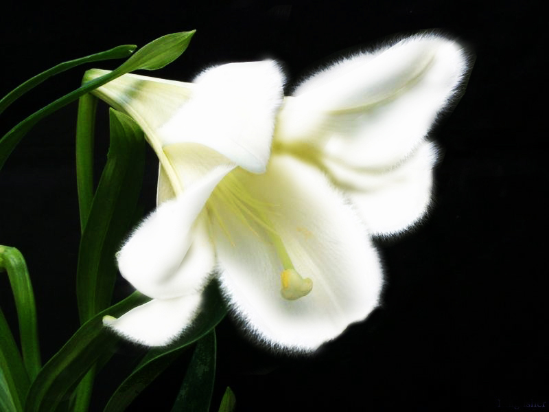 Photoshop Design by bingobaby for DesignCrowd (Community Contests) | Design #9066149