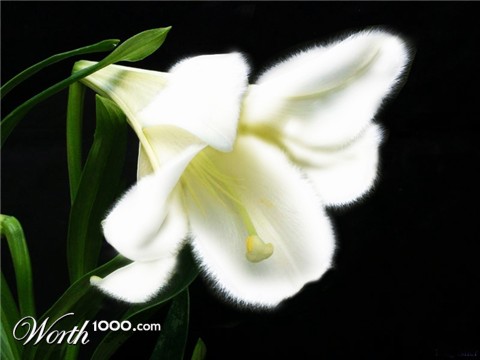 Photoshop Design by bingobaby