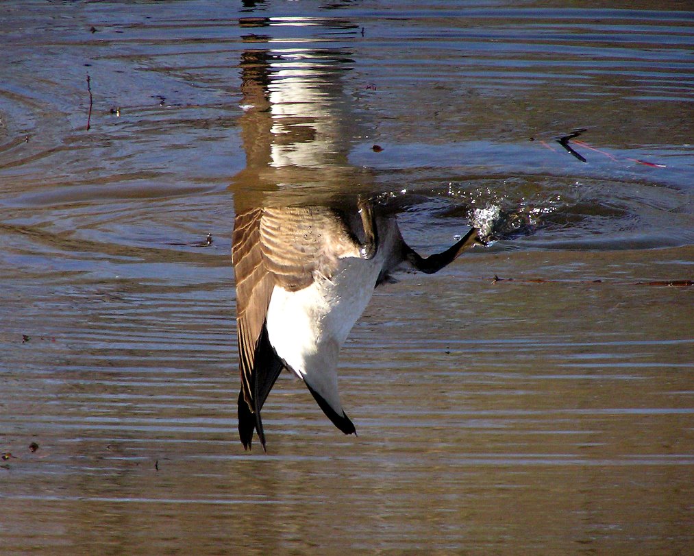 Photography by Tommy1de for DesignCrowd (Community Contests) | Design #9072404