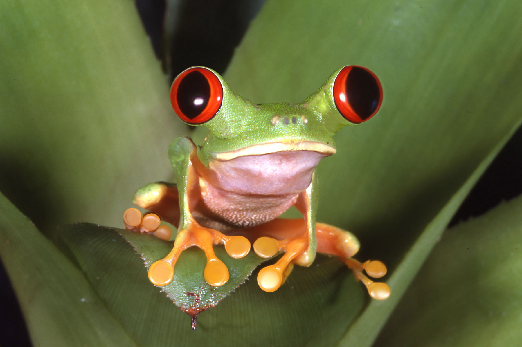 Diseño de Photoshop por akatatsu para DesignCrowd (Community Contests) | Diseño #9069795