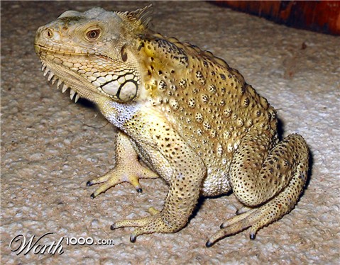 Photoshop Design by Grandma