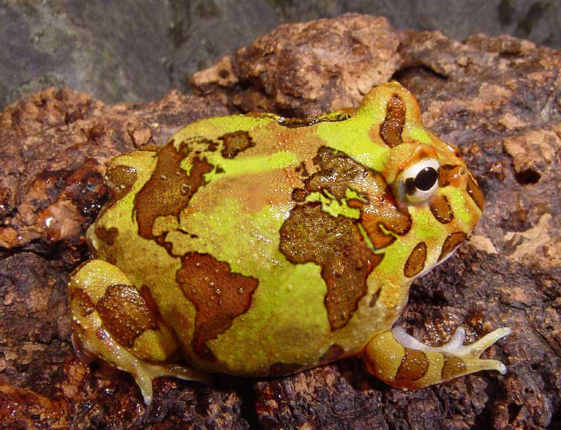 Diseño de Photoshop por Featherlake para DesignCrowd (Community Contests) | Diseño #9069814