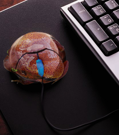 Photoshop Design by funky123 for DesignCrowd (Community Contests) | Design #9069836