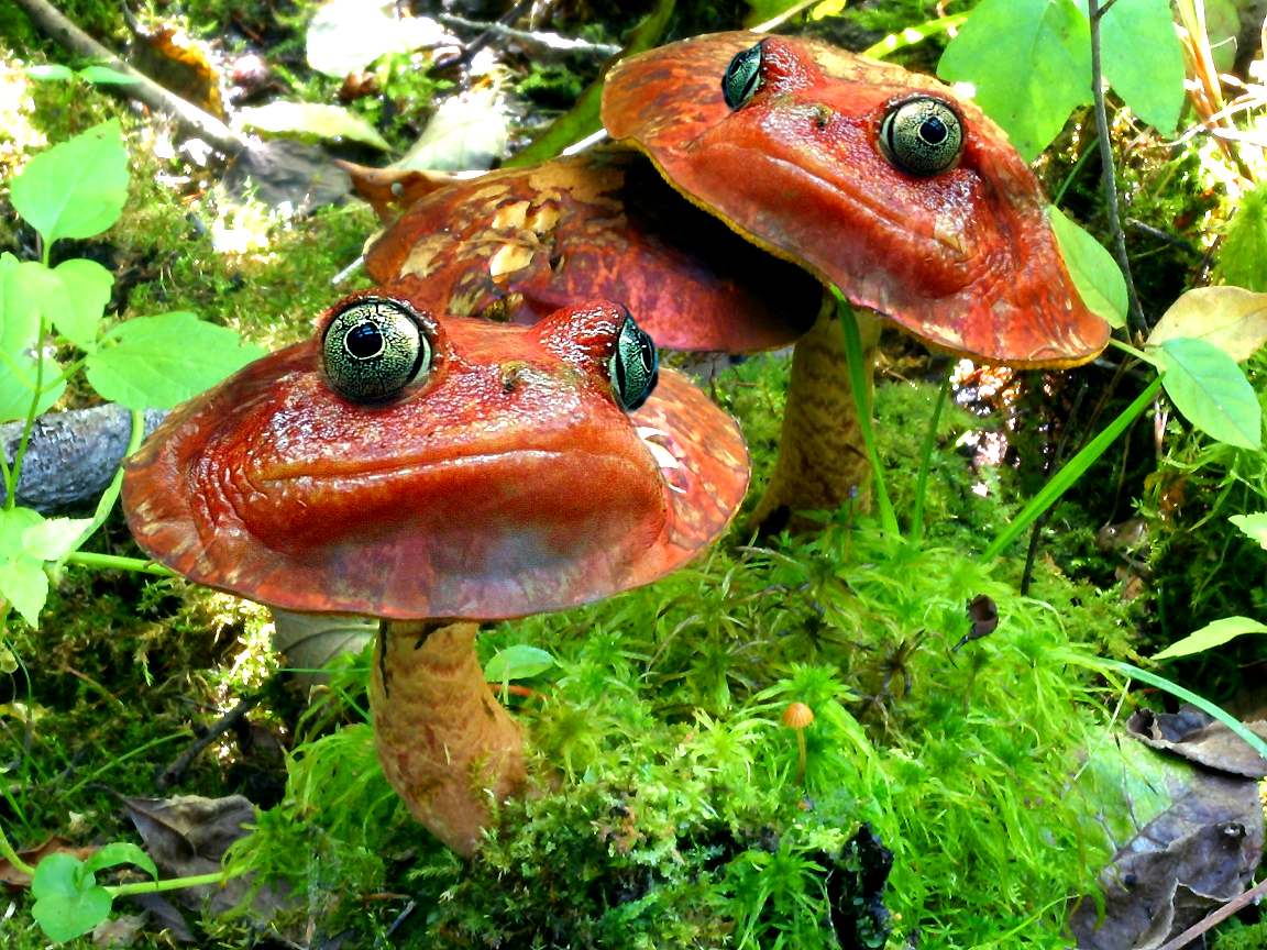 Photoshop Design by jdbeckers for DesignCrowd (Community Contests) | Design #9069877