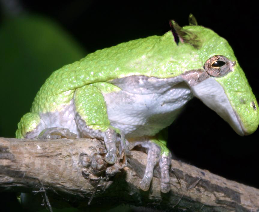 Diseño de Photoshop por scorpionDesigner para DesignCrowd (Community Contests) | Diseño #9069951