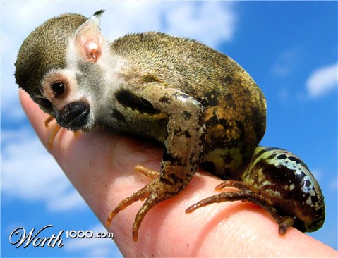 Photoshop Design by MrMouse