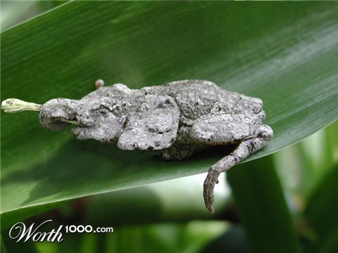 Photoshop Design by springbok29