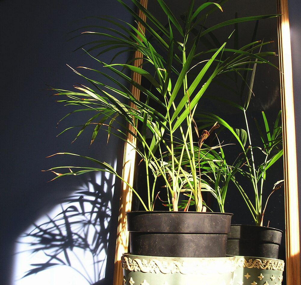 Photographie par Massie pour DesignCrowd (Community Contests) | Design #9075367