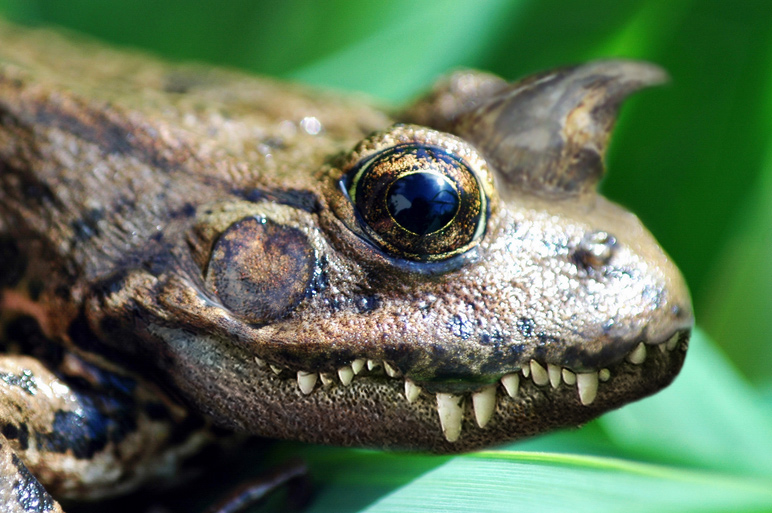 Photoshop Design by MasterGnu for DesignCrowd (Community Contests) | Design #9069988