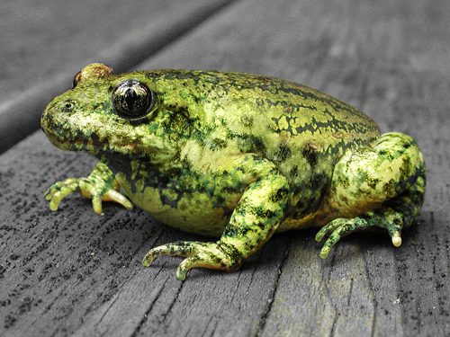 Photoshop Design by arkonisus for DesignCrowd (Community Contests) | Design #9069991