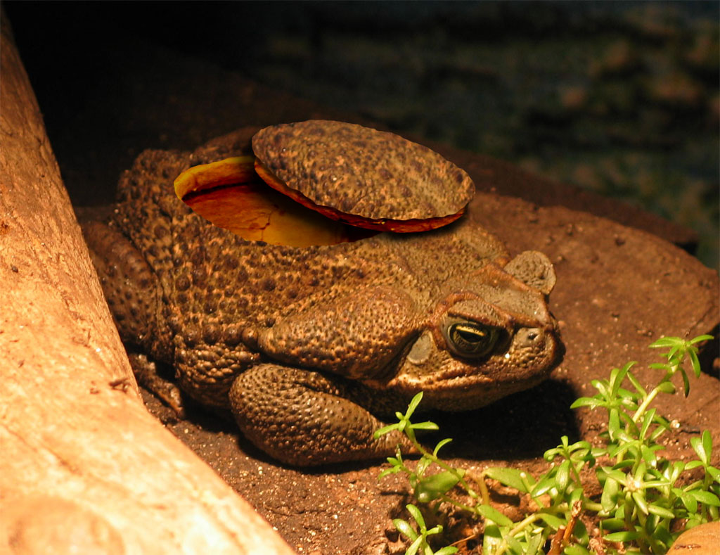 Photoshop-Design von SaneyGraphics für DesignCrowd (Community Contests) | Design #9070244