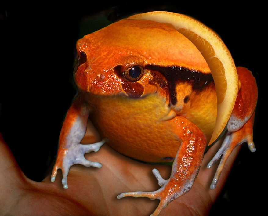 Photoshop Design by Ziaphra for DesignCrowd (Community Contests) | Design #9070206