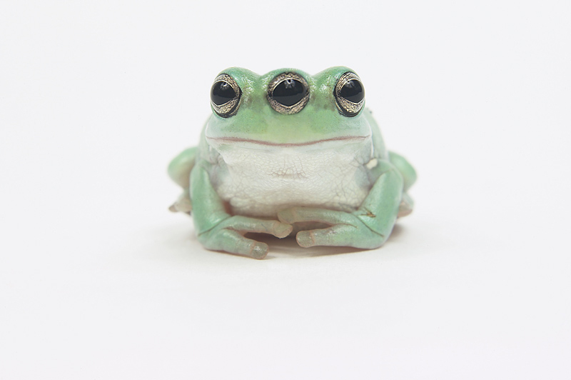 Photoshop Design by fotoshop for DesignCrowd (Community Contests) | Design #9070216