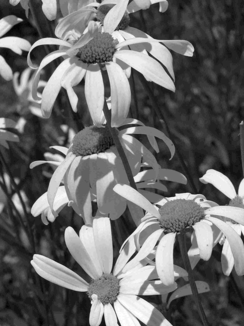 Photography by Suziecuchon for DesignCrowd (Community Contests) | Design #9061780