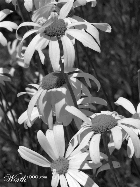 Photography by Suziecuchon