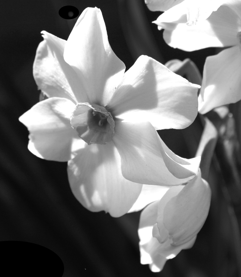 Fotografía por kseeler para DesignCrowd (Community Contests) | Diseño #9071653