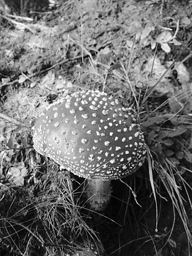 Photographie par StevieM pour DesignCrowd (Community Contests) | Design #9071662