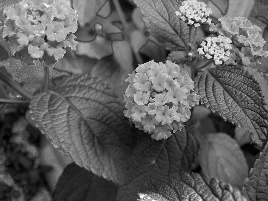 Photographie par jandreu pour DesignCrowd (Community Contests) | Design #9071665