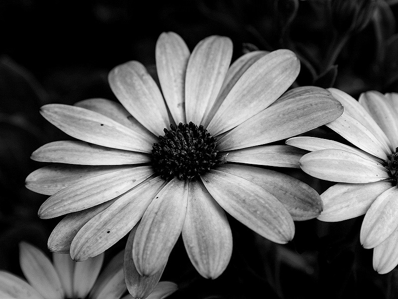 Photographie par KarenC pour DesignCrowd (Community Contests) | Design #9071672