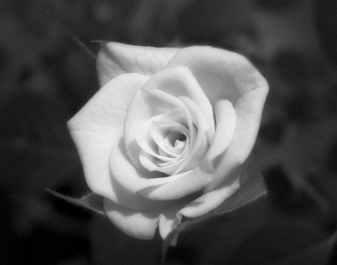 Photography by zymark for DesignCrowd (Community Contests) | Design #9071710