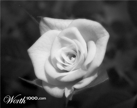 Photography by zymark