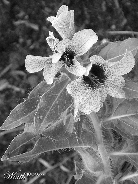 Photography by Nicky666